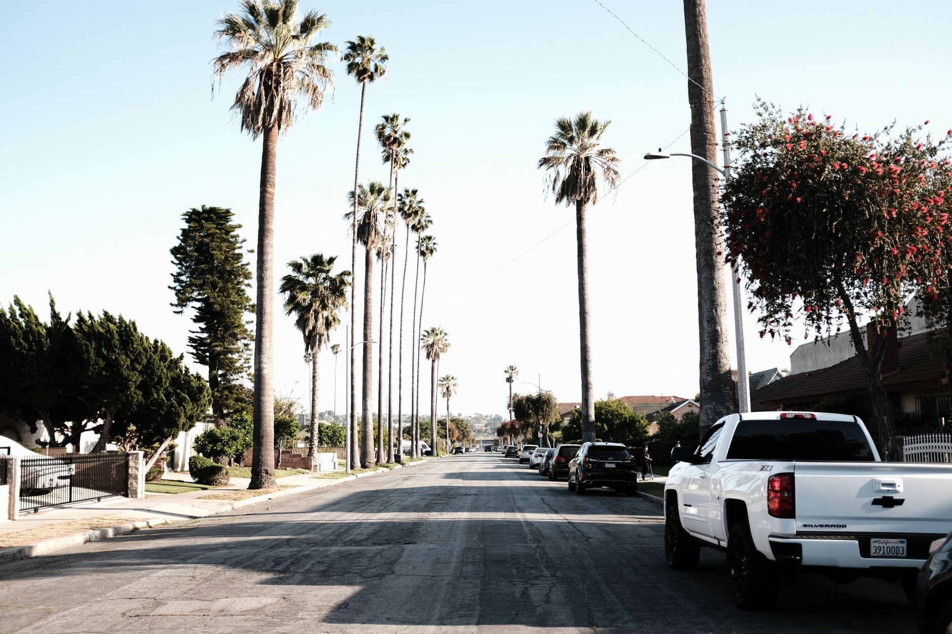 Palm Tree Removal