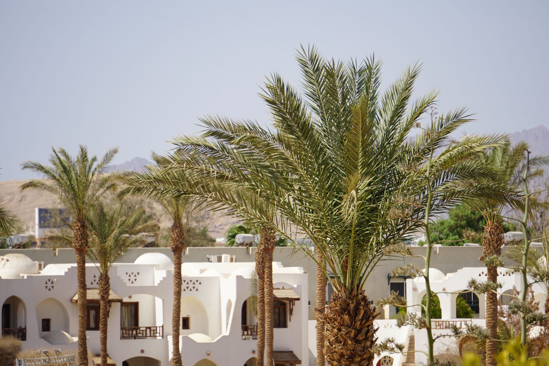 Palm Tree Relocation